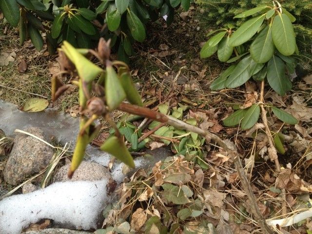 IMG 1696 1